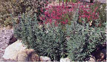 A colorful border using drought resistant plants.