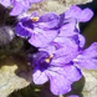 campanula