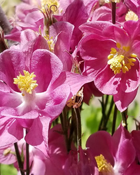 Columbine
