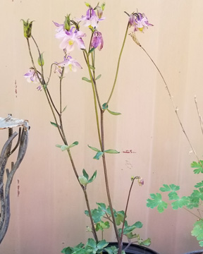 Columbine