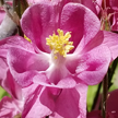 Columbine