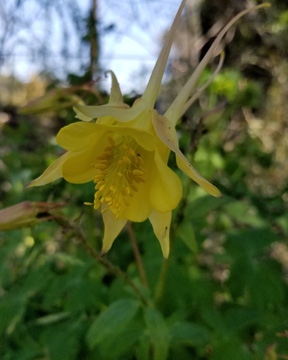 Columbine