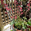 heuchera sanguina