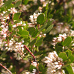 Manzanita