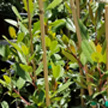toyon